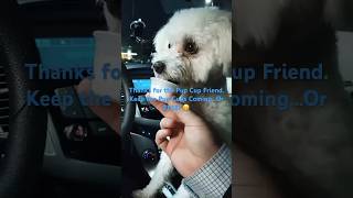 Thanks for Pup Cup Friend Keep ‘em Coming…Or Else 😁 dogs bichons funny bloopers [upl. by Leind]