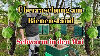 Überraschung am Bienenstand  Bienenschwarm einfangen schnell und einfach  Imkern im Mai [upl. by Kcod]