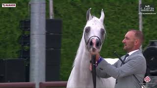 N 116 AJ KAFU GCAT Valkenswaard 2024 Senior Stallions Section B Class 6B [upl. by Ttoile]