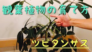 オススメの観葉植物！ツピタンサスを元気に育てる方法！ [upl. by Tsenre410]