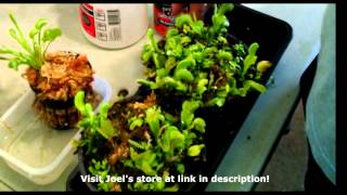 Growth Cycle of the Venus Flytrap [upl. by Naillij717]