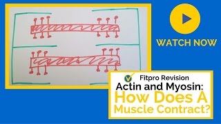 Actin and Myosin How do Muscles Contract [upl. by Salesin217]