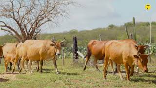 EP 2  Bovinos da Fazenda Carnaúba [upl. by Maidel]