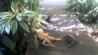 Lizard Vs Cat  Lagarto Vs Gato [upl. by Ttennaej]