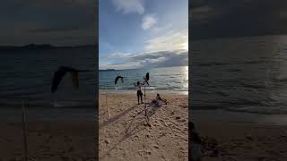 Free flying macaws at the beach papagei macaw parrot freeflighttraining parrottraining nature [upl. by Lirret]