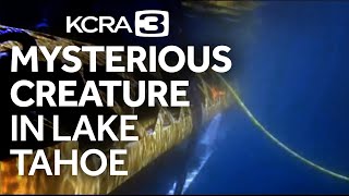 Mysterious creature spotted in depths of Lake Tahoe [upl. by Elyad690]