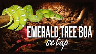 EMERALD TREE BOA SETUP [upl. by Irahk]