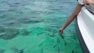 Mauritius  Ambre resort amp spa feeding fish in the tropical lagoon continue [upl. by Enived]