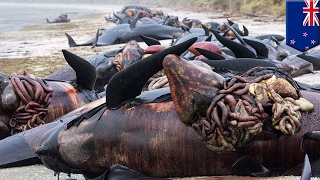 Whale explosion Hundreds of New Zealand whale carcasses punctured to prevent popping  TomoNews [upl. by Ttam523]