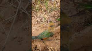 Asian green beeeater Baby Birds come out to look for their motherbirds baby [upl. by Anaihk]