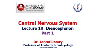 Lecture 10  Diencephalon Part 1  CNS [upl. by Anairuy]