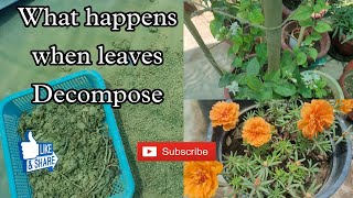 What happens when leaves decompose [upl. by Eyaf]