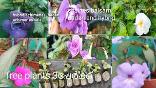 achimenes plants sale packing plants sales [upl. by Battat]