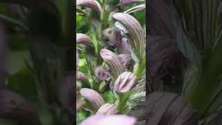 Acanthus  Bear’s Breeches gardening plants mythology funfacts horticulture [upl. by Salvay]