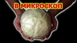 Ферментация капусты Микроорганизмы квашеной капусты [upl. by Yrdnal]