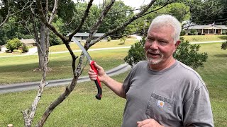 Bow Drill Dogwood Spindle On A Universal Fire Board [upl. by Eiramllij]