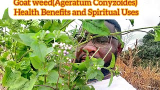 Goat weedAgeratum Conyzoides Health Benefits and Spiritual Uses [upl. by Rma116]