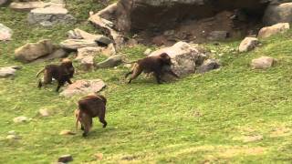 Baboons screaming and chasing each other [upl. by Sparke]