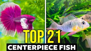 Top 21 Centerpiece Fish For ALL Aquarium Sizes [upl. by Karen815]