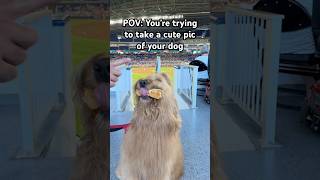 POV You’re trying to take a cute pic of your dog… goldendoodle petparent cutedog [upl. by Lytton136]