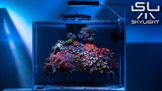 FLOATING REEF WITH WONDERFUL ZOA GARDEN  LIT WITH SKYLIGHT HYPERBAR RXS [upl. by Amadeus]