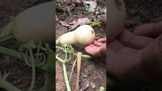 Butternut squash butternutsquash vegitables farming trendingshorts [upl. by Mosley]