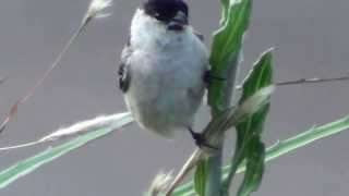 Sporophila bouvreuil  Caboclinho  Capeed Seedeater [upl. by Hnahym]