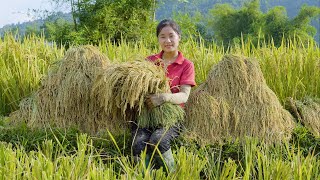 Farmers way of harvesting rice  a bountiful harvest  Ella Daily Life [upl. by Nart]