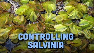 Controlling Salvinia [upl. by Choo322]