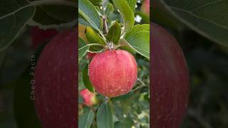 How to Grow Apple Tree at Home 🍎🍏 Unique Technique of Planting farming plants shorts [upl. by Ieso]