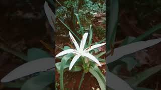 Crinum Americanum flower plant first flower flowers gardening [upl. by Anaujnas]