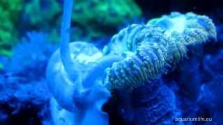 Aquarium lifePart 2 LPS blastomussa coral care and its competitors [upl. by Swords390]