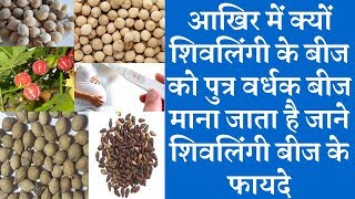 Shivlingi Seeds Benefits and Use शिवलिंगी बीज के हैरान करदेने वाले चमत्कारी फायदे [upl. by Noivert]