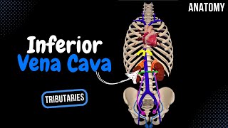 Inferior Vena Cava Topography Visceral and Parietal Tributaries  Anatomy [upl. by Eetnwahs135]