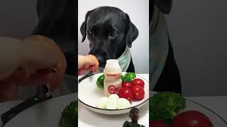 Dog food eating dog goldenretiever mukbang eating ilovegoldenretrievers eatingshow pets [upl. by Belloir]