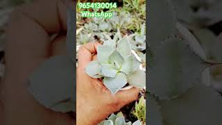 Agave potatorum Rose  buy plant online  cactus garden  agave onlineplants Theplantkingdom [upl. by Uziel]