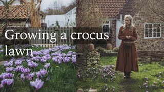 How to Grow a Crocus Lawn  Autumn Bulb Growing Tips for Winter Flowers [upl. by Nat355]