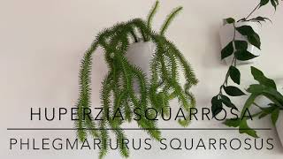 Huperzia Squarrosa Phlegmariurus squarrosus Showcasing my specimen and showing propagation nodes [upl. by Jephum]