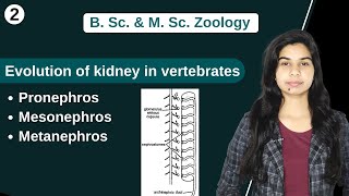 Comparative anatomy of Urinogenital system  Evolution of kidney in vertebrates  Zoology [upl. by Acinomaj594]