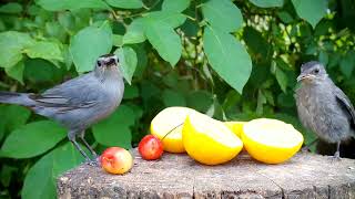 Catbird feeds fledgling delicious cherry 🍒 [upl. by Fazeli]