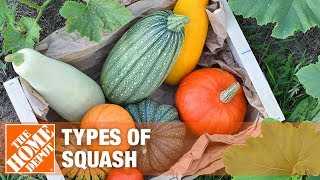 Types of Squash [upl. by Abita]