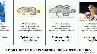 Fishes of Order Perciformes Family Opisthognathidae opistognathus jawfish barred brasiliensis [upl. by Nosinned]