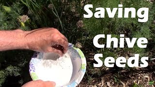 Saving Chive Seeds The Easy Way I Do It Right in Your Garden [upl. by Hardan]