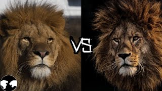 BARBARY LION vs AFRICAN LION  Who will win [upl. by Ccasi]