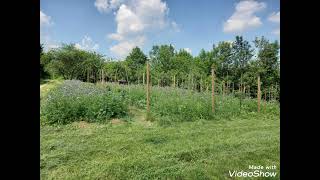 Bienenweide Nützlingswiese Blühwiese Zeitraffer erstes Halbjahr Wildblumenwiese anlegen [upl. by Silvie]