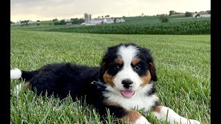 Mini Bernedoodle Puppies for Sale [upl. by Nuahsar]