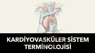 Kardiyovasküler Sistem Terminolojisine Giriş 1 [upl. by Nolyat]