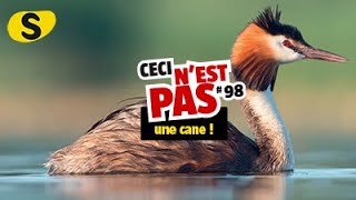 Ceci nest pas un canard 98 [upl. by Dragde922]