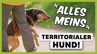 Territoriale AGGRESSIONEN beim Hund Wie du das Verhalten endlich STOPPST LIVE BEISPIEL [upl. by Labinnah]