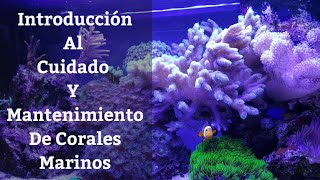 🔵 Introducción Al Cuidado Y Mantenimiento De Corales Marinos Acuarios MB [upl. by Leonard]